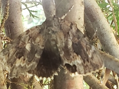 Catocala agrippina