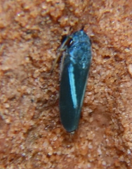 Graphocephala lugubris