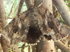 Catocala agrippina