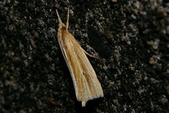 Japonichilo bleszynskii