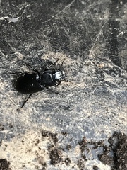 Pterostichus melanarius