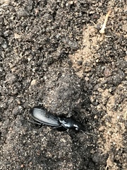 Pterostichus melanarius