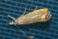 Flavocrambus striatellus