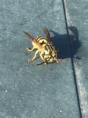 Vespula sulphurea