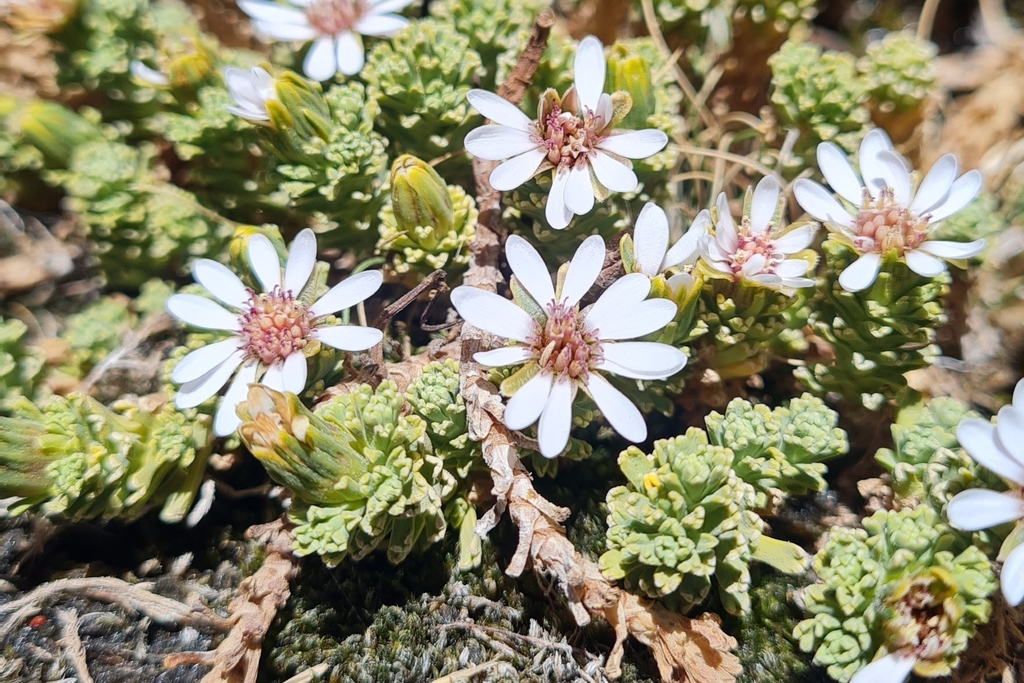Werneria incisa