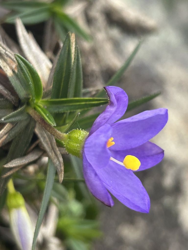 Vellozia brevifolia