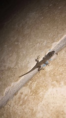 Anolis maynardii