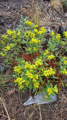 Eriogonum wootonii