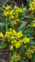 Eriogonum wootonii