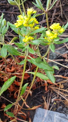 Eriogonum wootonii