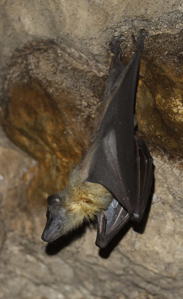 Madagascan Fruit Bat