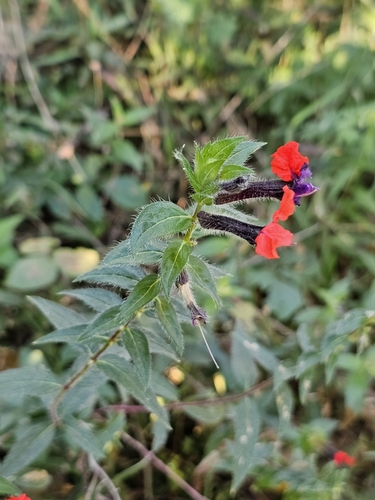 Cuphea llavea