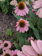 Melissodes bimaculatus