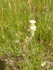 Erigeron lonchophyllus