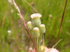 Erigeron lonchophyllus