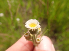 Erigeron lonchophyllus