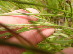 Erigeron lonchophyllus