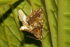 Elophila turbata
