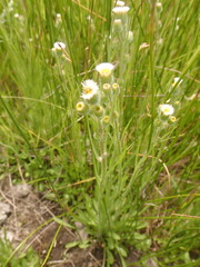 Erigeron lonchophyllus