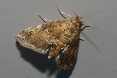 Elophila turbata