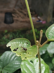 Cycnotrachelus flavotuberosus