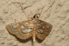 Paracymoriza prodigalis