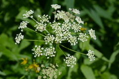 Ligusticum canbyi