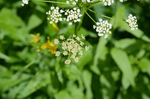 Image of Ligusticum canbyi by (c) Alison Northup, some rights reserved (CC BY)