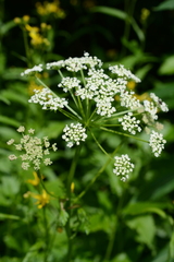 Ligusticum canbyi