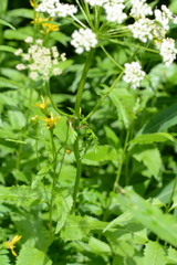 Ligusticum canbyi
