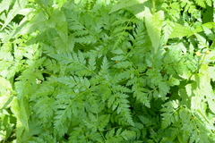 Ligusticum canbyi