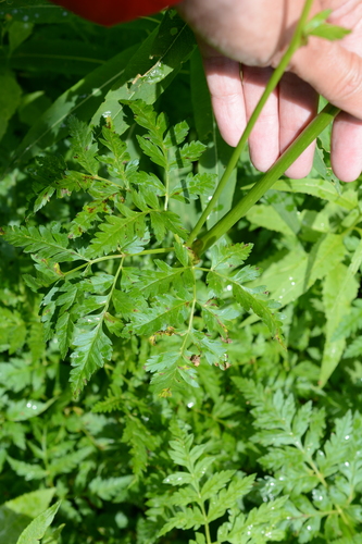 Image of Ligusticum canbyi by (c) Alison Northup, some rights reserved (CC BY)