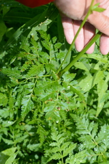 Ligusticum canbyi