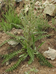 Cirsium cymosum canovirens
