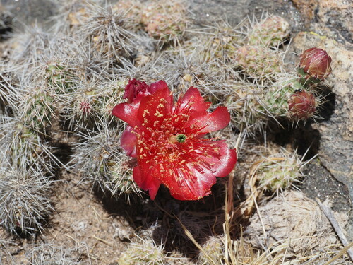 Airampoa picardoi (Airampoa picardoi)
