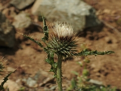 Cirsium cymosum canovirens