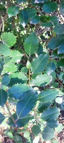 European holly