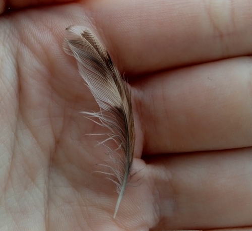 Plume de Grimpereau des bois