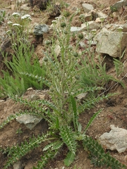 Cirsium cymosum canovirens