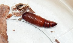 Eulepidotis rectimargo