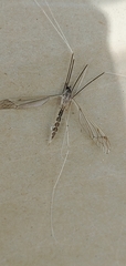 Brachypremna dispellens