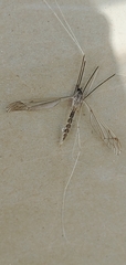 Brachypremna dispellens