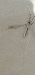 Brachypremna dispellens