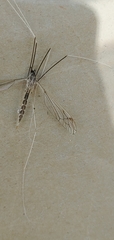 Brachypremna dispellens