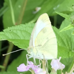 Pieris rapae