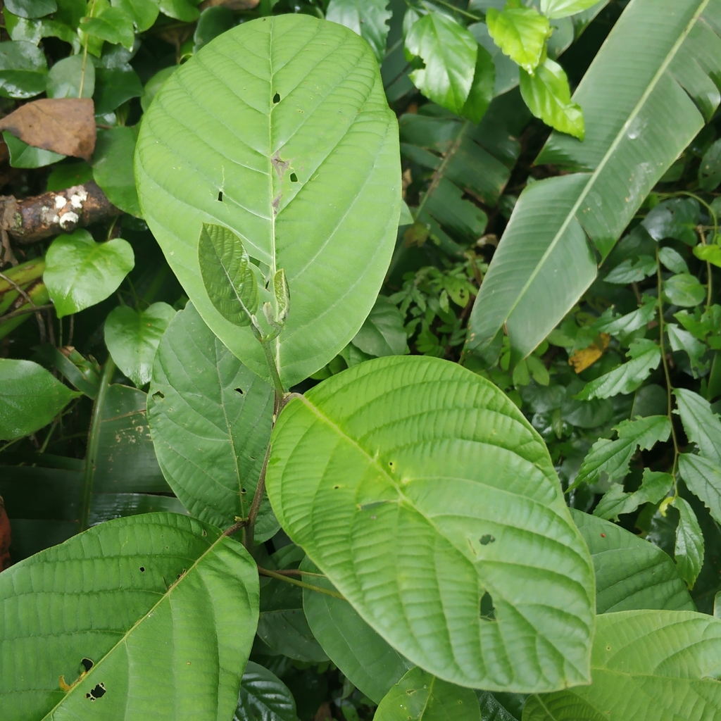 Alseodaphnopsis