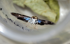 Quadrus cerialis