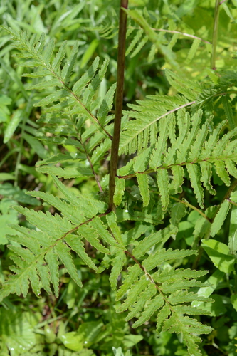 Bracted Lousewort
