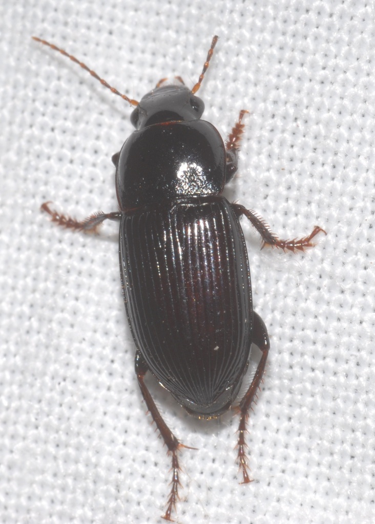 Harpalus litigiosus