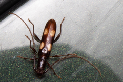 Heterachthes quadrimaculatus